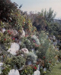 realizzare un muro verde: fioritura